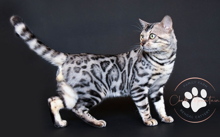 Bengal Kitten for sale